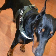 Kale K9 Harness Köpek Göğüs Tasması Kırmızı